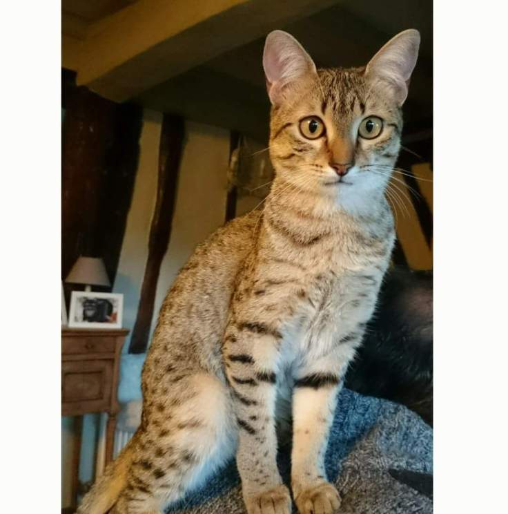 FB_IMG_1510859390529