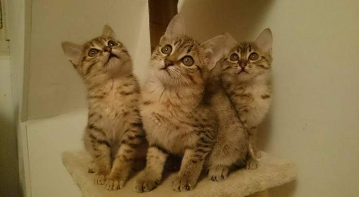 FB_IMG_1510859593057