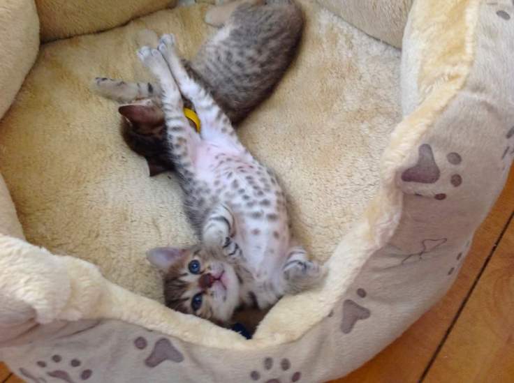 Sechem Oriyah of Amiel-Goshen