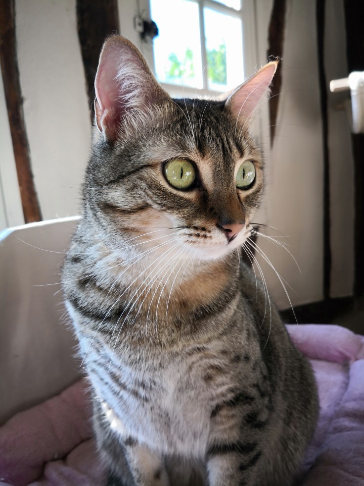 Stiina (Chai-L'ai Hemet Wadjet Nesu Weret)