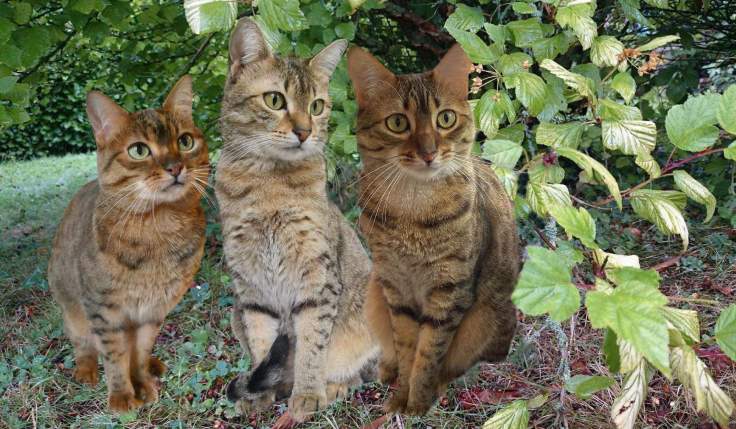 received_591559588251610