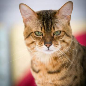 FB_IMG_1583594002160