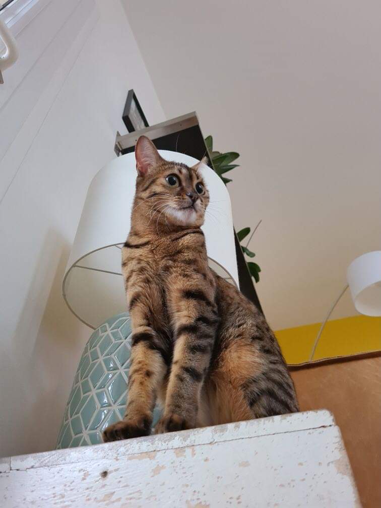 received_275156820398783