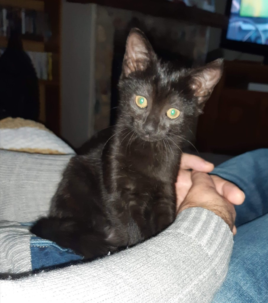 R'Ness de la Cité des Maus