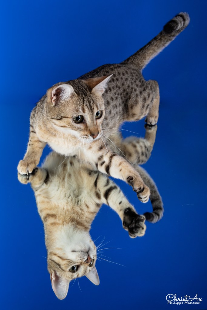 Mau égyptien bronze